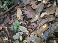 Äquatorüberquerung im Regenwald