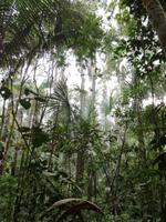 Morgenspaziergang im Regenwald