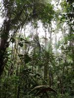 Morgenspaziergang im Regenwald