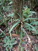 Morgenspaziergang im Regenwald