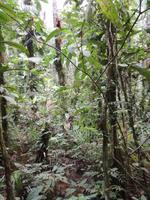 Morgenspaziergang im Regenwald