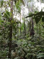 Morgenspaziergang im Regenwald