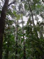 Morgenspaziergang im Regenwald