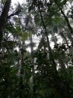 Morgenspaziergang im Regenwald