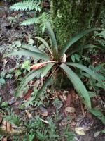 Morgenspaziergang im Regenwald