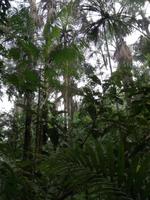 Morgenspaziergang im Regenwald