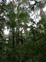 Morgenspaziergang im Regenwald