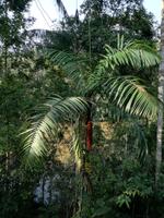Rückfahrt nach Lago Agrio