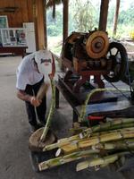 Zuckerrohrverarbeitung