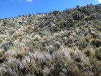 Wanderung entlang de Limpiopungo-Sees