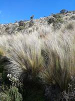 Wanderung entlang de Limpiopungo-Sees