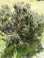 Wanderung entlang de Limpiopungo-Sees