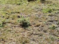 Wanderung entlang de Limpiopungo-Sees