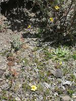 Wanderung entlang de Limpiopungo-Sees