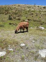 Mittagessen im Cotopaxi Nationalpark