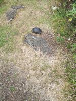 IMG_20180320_094243_1