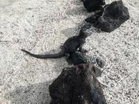 IMG_20180320_164457_1