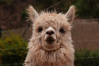 Alpaca (4)