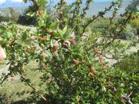 Calafate-Beeren