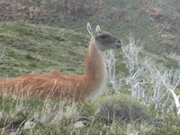 Nationalpark Torres del Paine