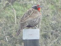 Nationalpark Torres del Paine