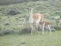 Nationalpark Torres del Paine