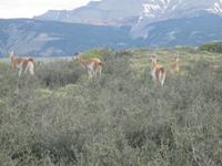 Nationalpark Torres del Paine