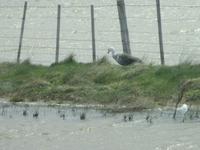 auf dem Weg nach  Puerto Natales