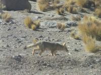 Fuchs in der Atacama-Wüste