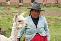 indigene Frau mit Alpaca