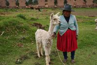indigene Frau mit Alpaca (2)
