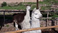 Lamas (4)