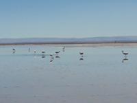 Salar de Atacama