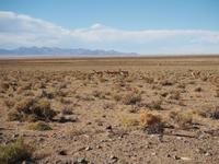 Vicunas auf dem Weg nach Purmamarca