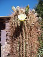 Purmamarca: Kaktusblüte