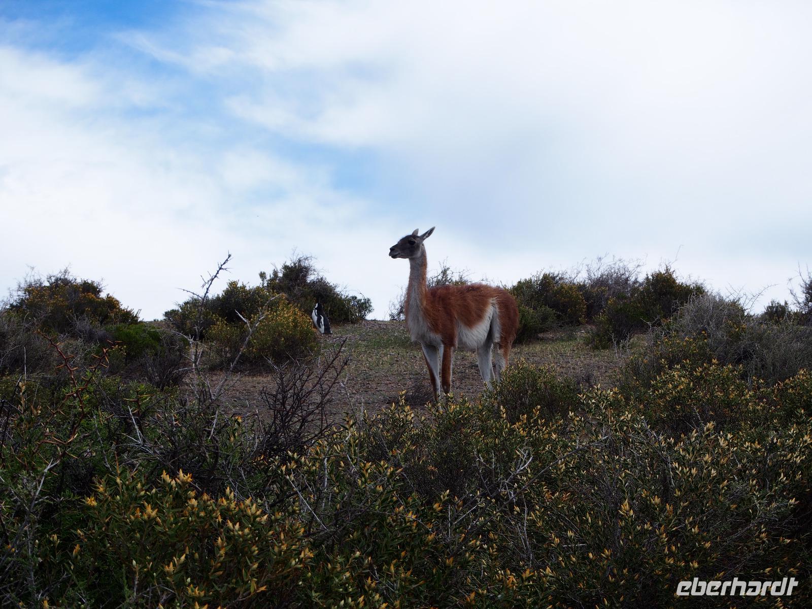 Punta Tombo: Guanaco und Pinguin