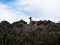 Punta Tombo: Guanaco und Pinguin
