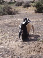 Punta Tombo: Magellan-Pinguine