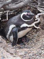 Punta Tombo: Magellan-Pinguin mit Küken
