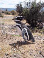 Punta Tombo: Magellan-Pinguin