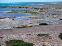 Halbinsel Valdés: Seeelefanten an der Punta Delgada