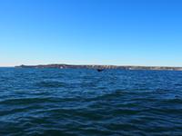 Halbinsel Valdés: Walbeobachtung