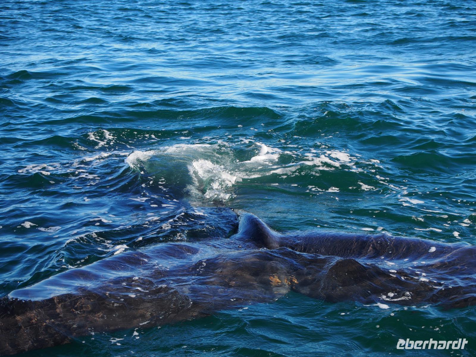 Halbinsel Valdés: Walbeobachtung
