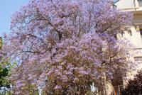 Jacaranda