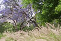 Ricoletta Friedhof (17)