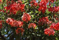 Ceibo Nationalbaum (2)