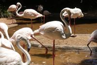 Flamingos