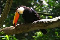 Tukan (2)