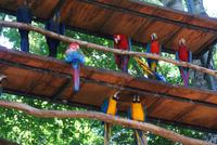 Vogelpark Iguazu (2)
