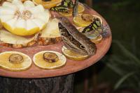 Vogelpark Iguazu (8)